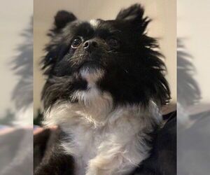 Chiranian Dogs for adoption in Newfoundland, PA, USA