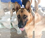 Small #9 German Shepherd Dog