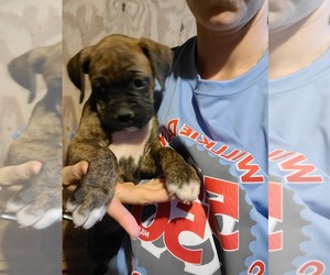 Boxer Puppy for sale in GLENWOOD, IN, USA