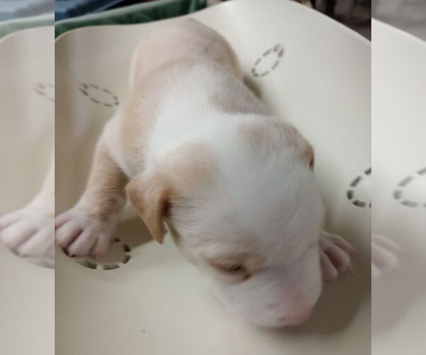 Medium Photo #3 American Pit Bull Terrier-Unknown Mix Puppy For Sale in Great Bend, KS, USA