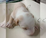 Small #2 American Pit Bull Terrier Mix