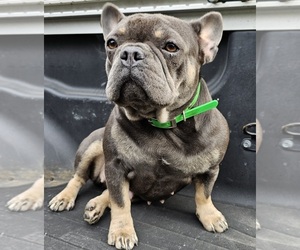 Mother of the French Bulldog puppies born on 06/16/2025