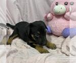 Small German Shepherd Dog Mix