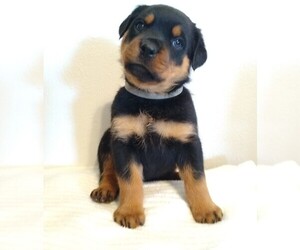 Rottweiler Puppy for sale in TABLE GROVE, IL, USA
