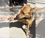 Small Photo #2 German Shepherd Dog Puppy For Sale in MIDWAY, UT, USA