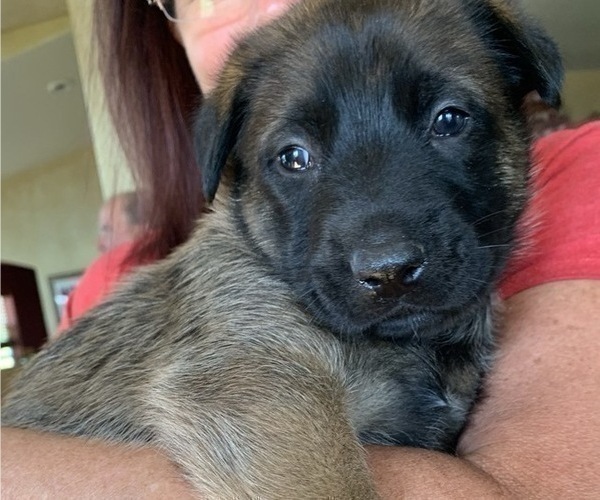 Medium Photo #2 German Shepherd Dog-Malinois Mix Puppy For Sale in EAGLE POINT, OR, USA