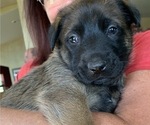 Small Photo #2 German Shepherd Dog-Malinois Mix Puppy For Sale in EAGLE POINT, OR, USA