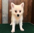 Small Photo #1 Japanese Spitz Puppy For Sale in HOLLYWOOD, CA, USA