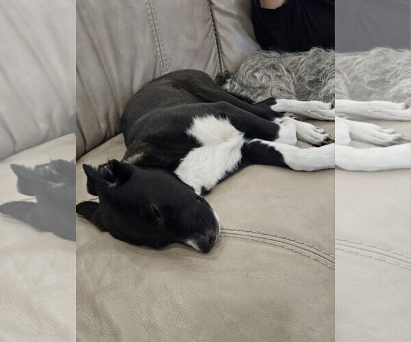 Medium Photo #3 Anatolian Pyrenees Puppy For Sale in Royal Palm Beach, FL, USA