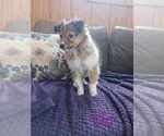 Puppy LuLu Shetland Sheepdog