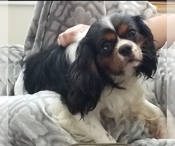 Medium Photo #1 Cavalier King Charles Spaniel Puppy For Sale in BOONVILLE, NY, USA