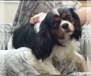 Father of the Cavalier King Charles Spaniel puppies born on 10/20/2022
