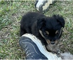 Small Photo #44 Miniature Australian Shepherd Puppy For Sale in SIGNAL MOUNTAIN, TN, USA