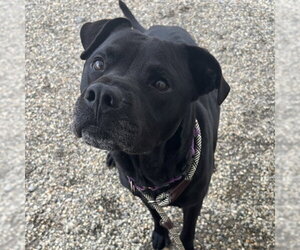 Labrador Retriever-Unknown Mix Dogs for adoption in Palmetto, FL, USA