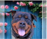 Small #1 Rottweiler Mix
