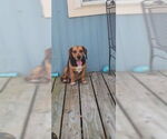 Small #15 Beagle