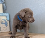 Small #5 Labrador Retriever
