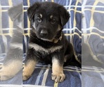Small #1 German Shepherd Dog