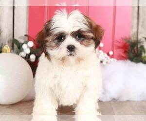 Shih Tzu Puppy for sale in MOUNT VERNON, OH, USA