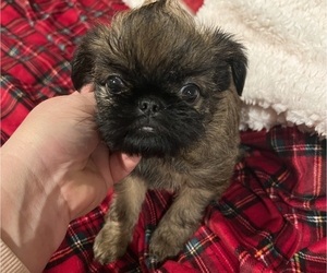 Brussels Griffon Puppy for sale in BROOKS, GA, USA