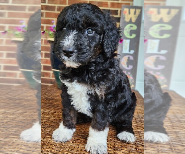 Medium Photo #5 Aussiedoodle Puppy For Sale in COLUMBIA, TN, USA