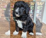 Small #4 Aussiedoodle