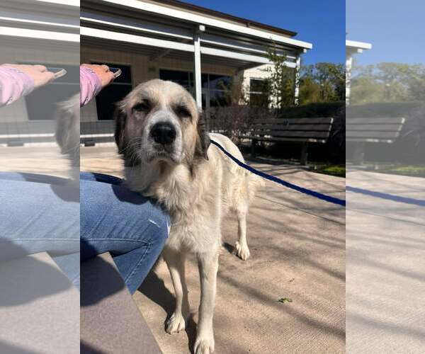 Medium Photo #6 Anatolian Pyrenees Puppy For Sale in Houston, TX, USA