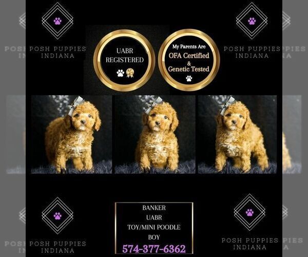 Medium Photo #1 Poodle (Miniature) Puppy For Sale in WARSAW, IN, USA