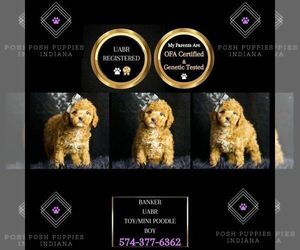 Medium Poodle (Miniature)