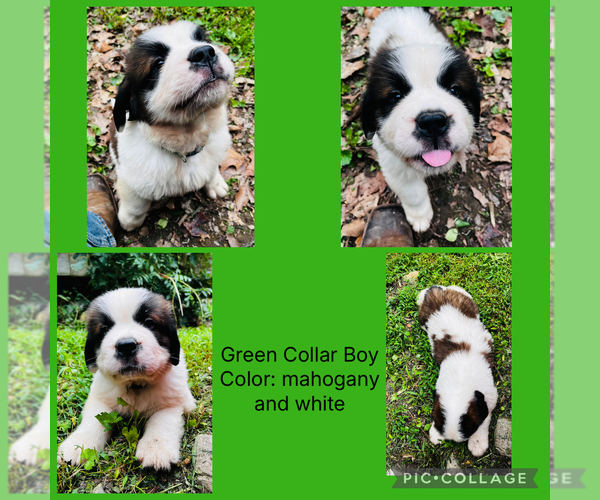 Medium Photo #1 Saint Bernard Puppy For Sale in HAGERSTOWN, MD, USA