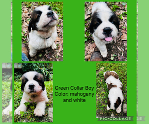 Saint Bernard Puppy for sale in HAGERSTOWN, MD, USA