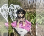 Small Photo #30 Australian Shepherd Puppy For Sale in FARMVILLE, VA, USA