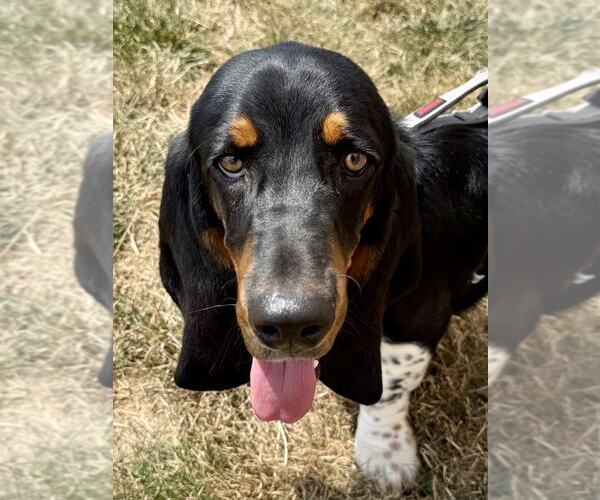 Medium Photo #4 Basset Hound Puppy For Sale in Lee's Summit, MO, USA