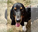 Small #3 Basset Hound