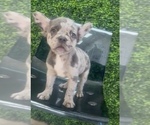 Small Photo #6 French Bulldog Puppy For Sale in CORONA DEL MAR, CA, USA