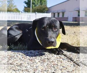 American Staffordshire Terrier-Unknown Mix Dogs for adoption in San Antonio, TX, USA