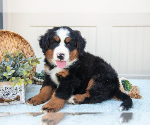 Medium Photo #2 Bernese Mountain Dog Puppy For Sale in BIRD IN HAND, PA, USA