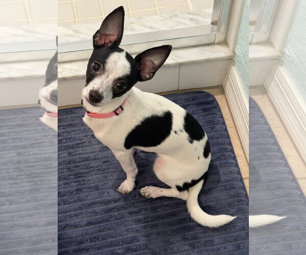 Medium Photo #4 Chihuahua-Unknown Mix Puppy For Sale in Valrico, FL, USA