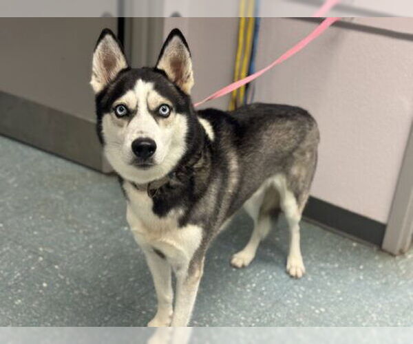 Medium Photo #1 Siberian Husky Puppy For Sale in St. Cloud, FL, USA