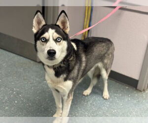 Siberian Husky Dogs for adoption in St. Cloud, FL, USA