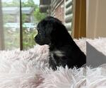 Small #2 Dachshund Mix
