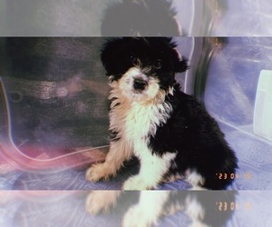 Aussiedoodle Miniature  Puppy for sale in DURHAM, CT, USA