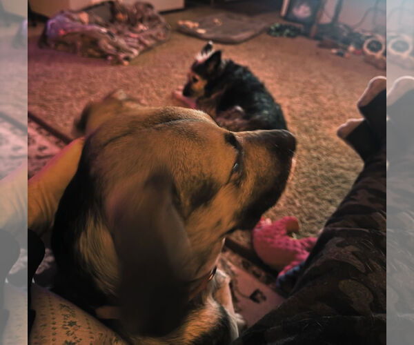 Medium Photo #9 Shepradors Puppy For Sale in Princeton, MN, USA