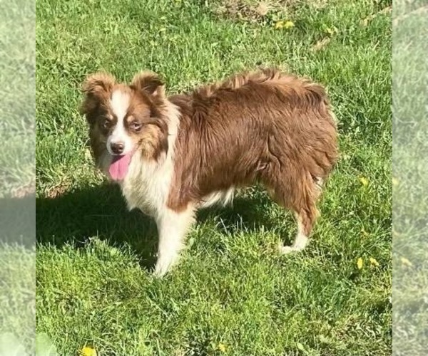 Medium Photo #1 Miniature Australian Shepherd Puppy For Sale in FORT MORGAN, CO, USA