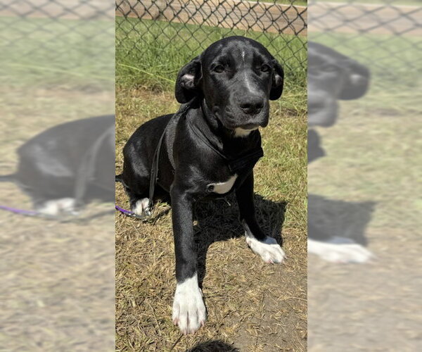 Medium Photo #2 Labrador Retriever-Unknown Mix Puppy For Sale in Tarrytown, GA, USA