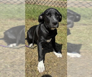 Ailey - Female Labrador Retriever-Unknown Mix Dog for Adoption - Photo #2
