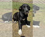 Small Photo #2 Labrador Retriever-Unknown Mix Puppy For Sale in Tarrytown, GA, USA