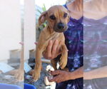 Small #2 Chiweenie