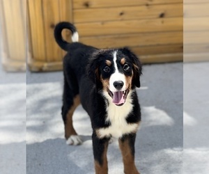 Medium Bernese Mountain Dog