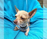 Small #2 Chihuahua Mix